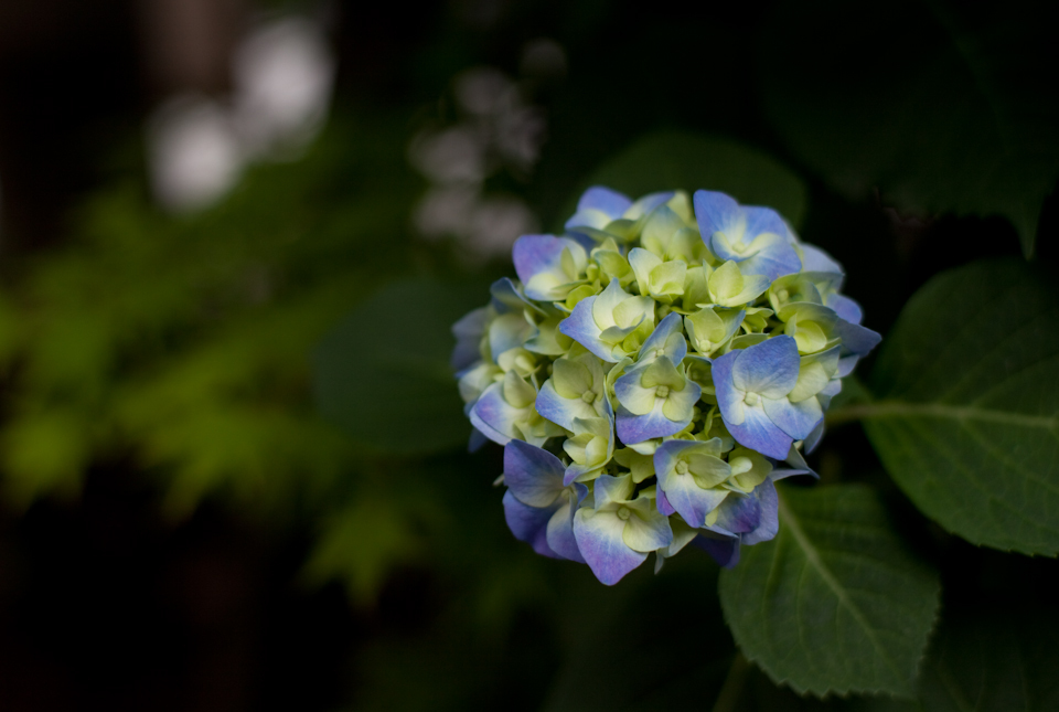 紫陽花 June/2009 #01