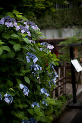 紫陽花 May/2009