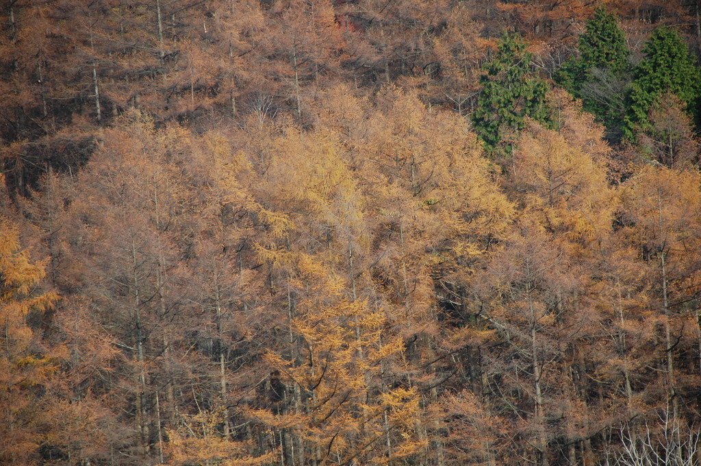 紅葉なし