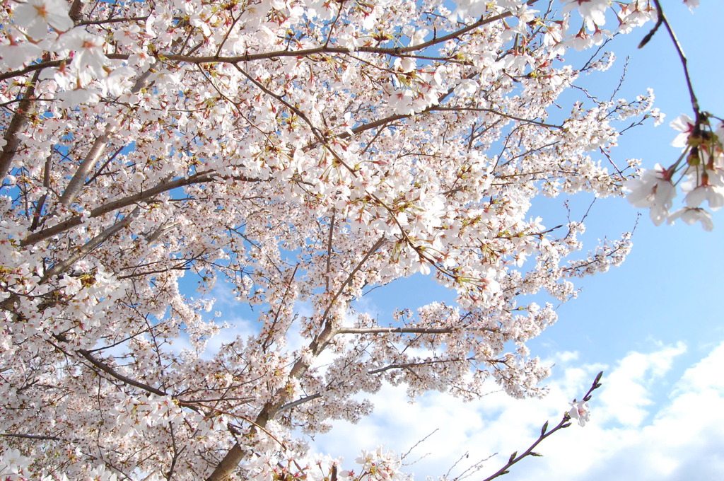 桜の中