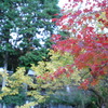 まだまだ早い紅葉-2