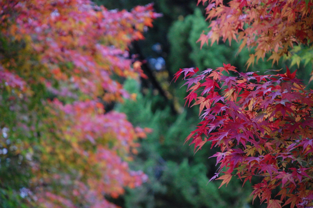 まだまだ早い紅葉