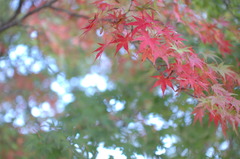 まだまだ早い紅葉-3