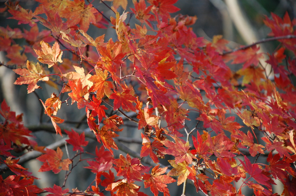 紅葉