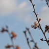 まだはやい