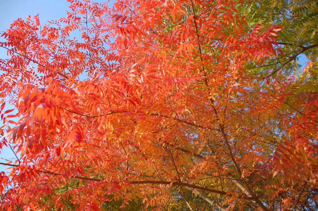 ちょっと早い岡山の紅葉