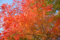 ちょっと早い岡山の紅葉