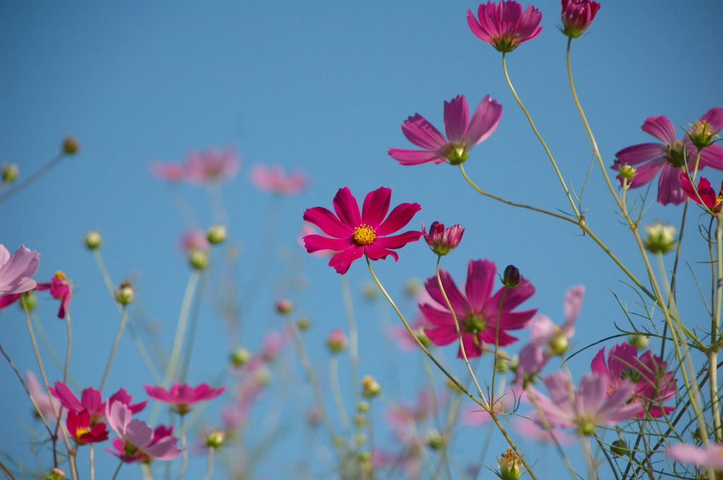 秋桜