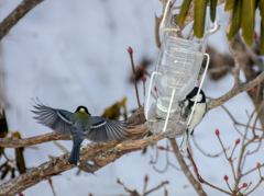 シジュウカラ食べて飛ぶ