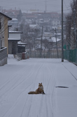 雪やコンコン-きつね-1714