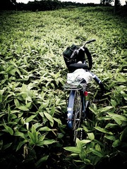 記憶の旅2007.7.25白樺岩見坂道