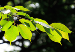 GREEN-0858