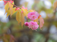 釧路八重桜-0416