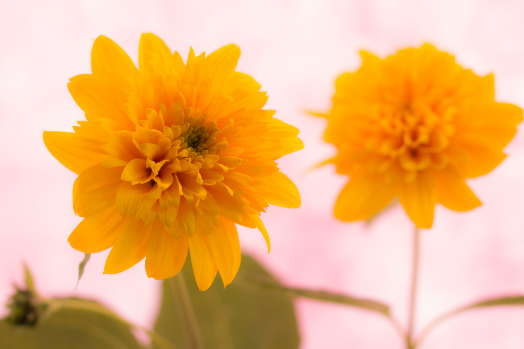 YELLOW-0068