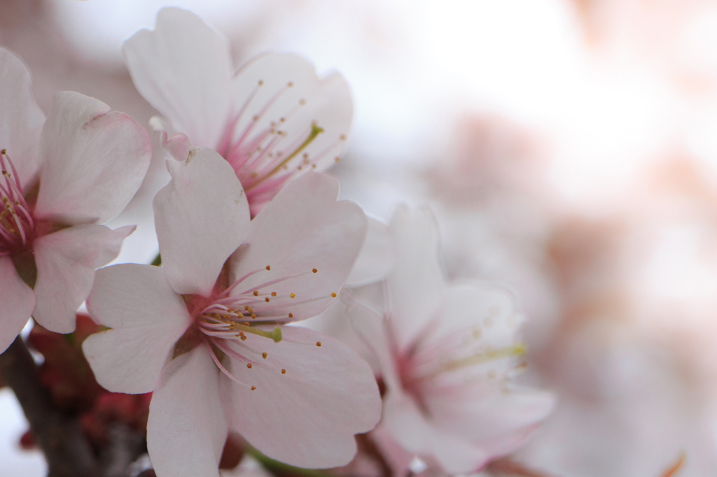 蝦夷山桜-5910
