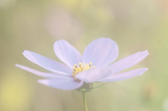 さぁ おいで♦♫⁺♦*゚¨゚゚・*-..。-4286 さぁ おいで♦♫⁺♦*゚¨゚゚・*-..。-4286