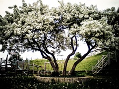 咲き誇れ今を　　　　　　　　　　　　　　　　武佐若草公園