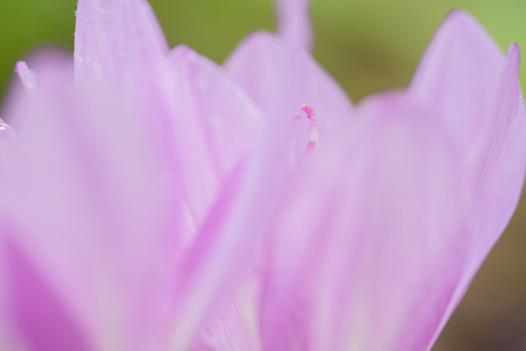 Ｐｕｒｐｌｅ-1539