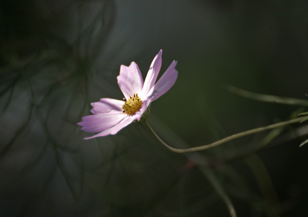 光を求めて-7802