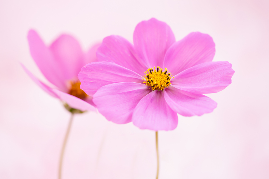 秋桜-1422
