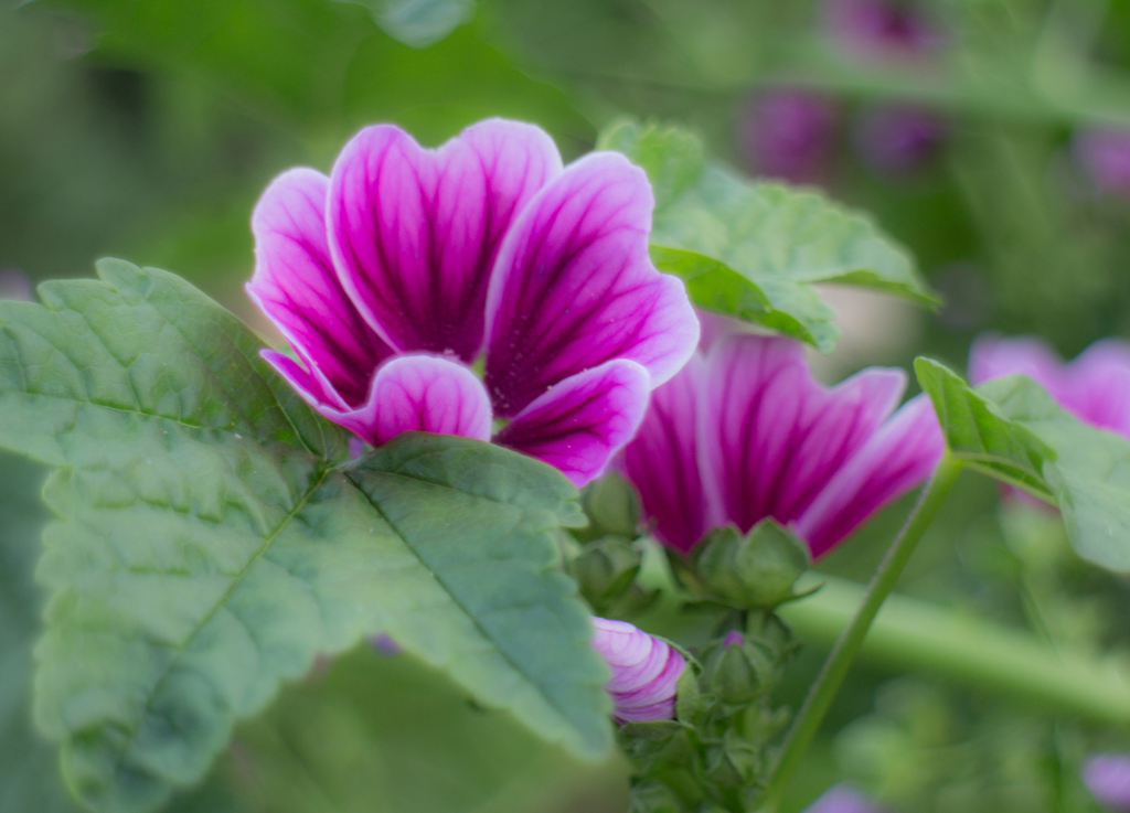 Purple-0208