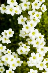 記憶の旅　幸せの白い５月