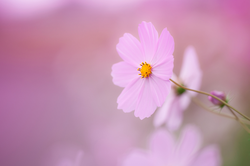 秋桜-1143