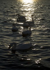 屈斜路湖砂湯にて