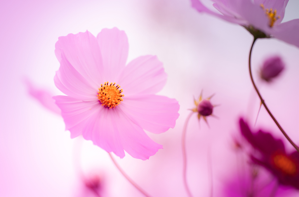秋桜-1132