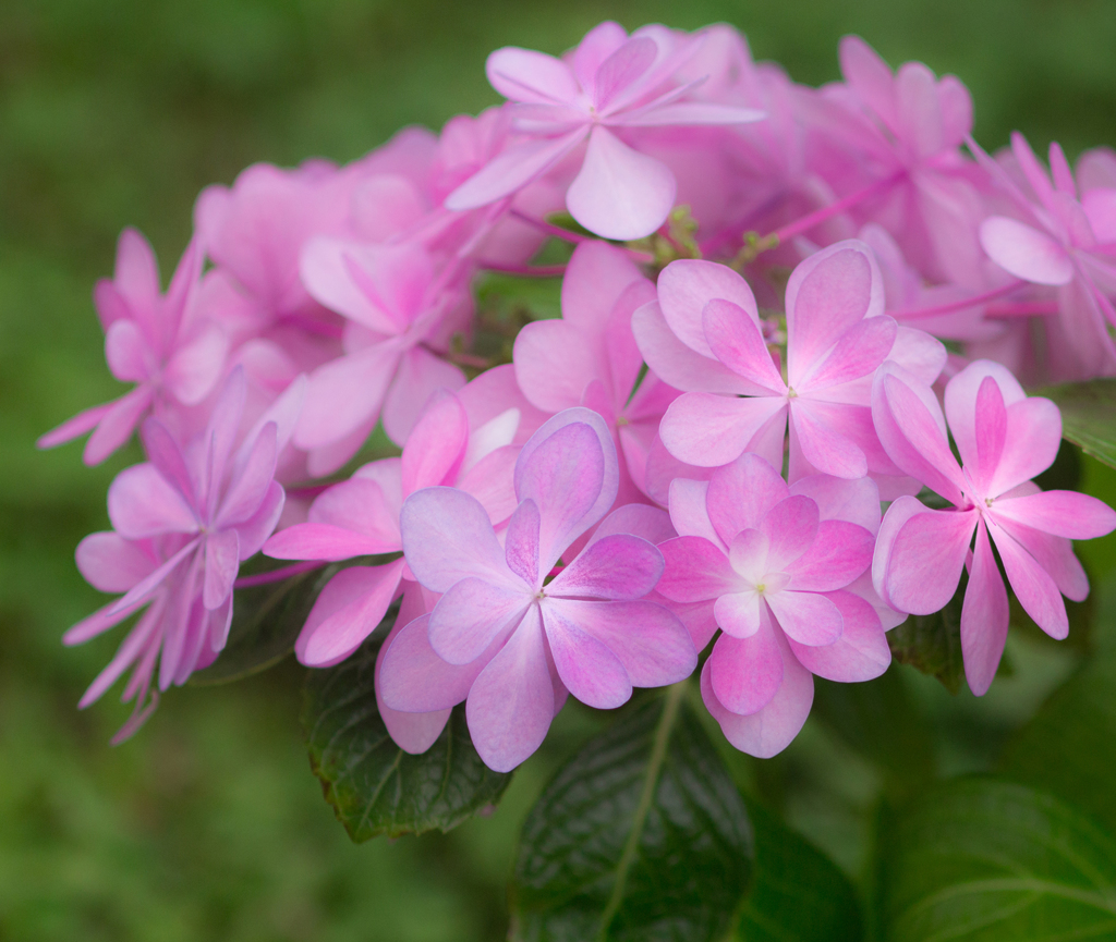 紫陽花-9056
