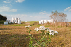 ファームながの-2953