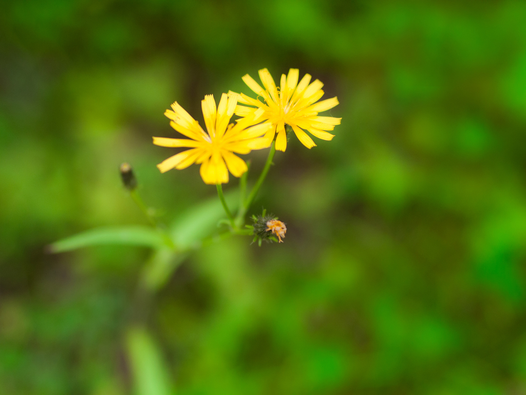 Yellow-1030832