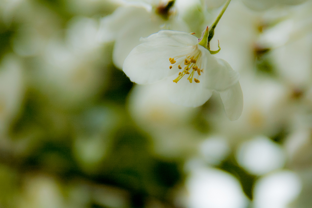 Flower-4130