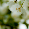 Flower-4130
