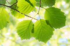 LEAF-1135