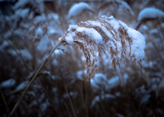 雪-0310