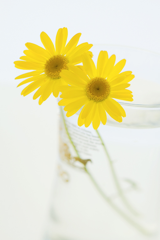 YELLOW-135A