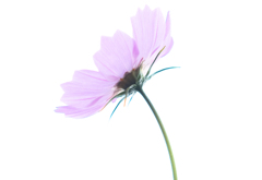 秋桜-1030792