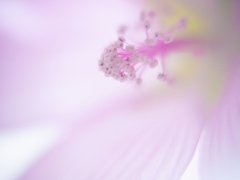Pinky.-1030264