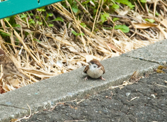 巣立ったばかりの雀-5117