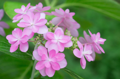紫陽花-9055