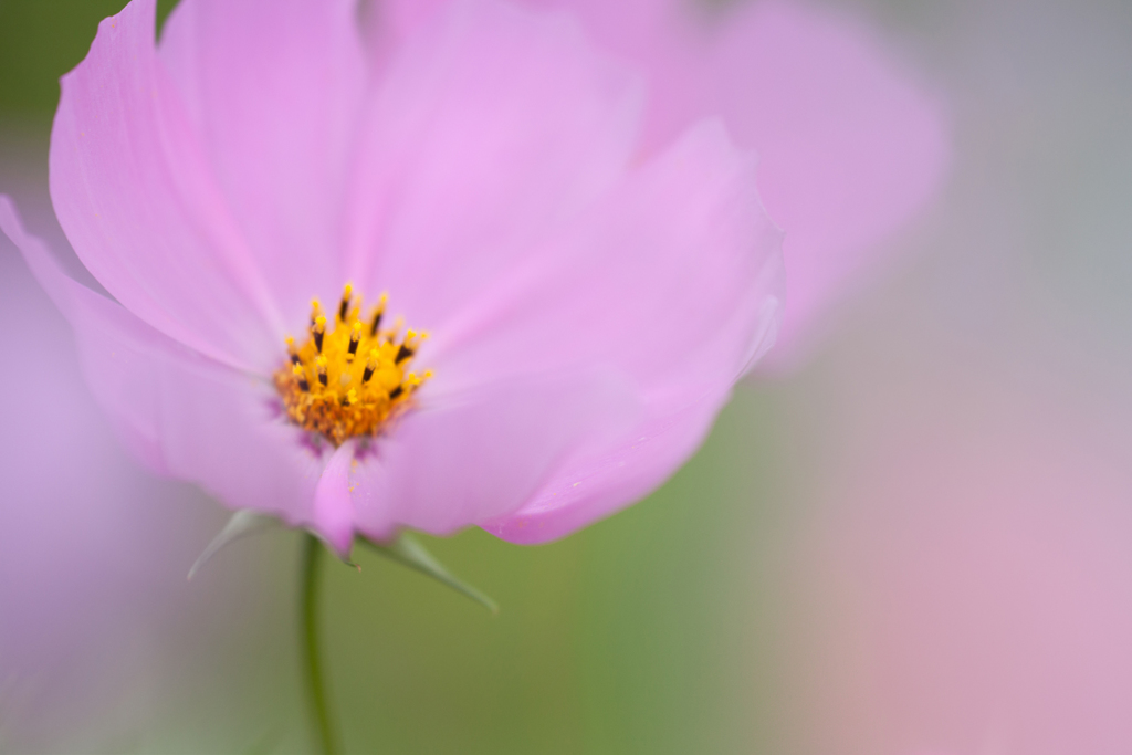 秋桜-1212