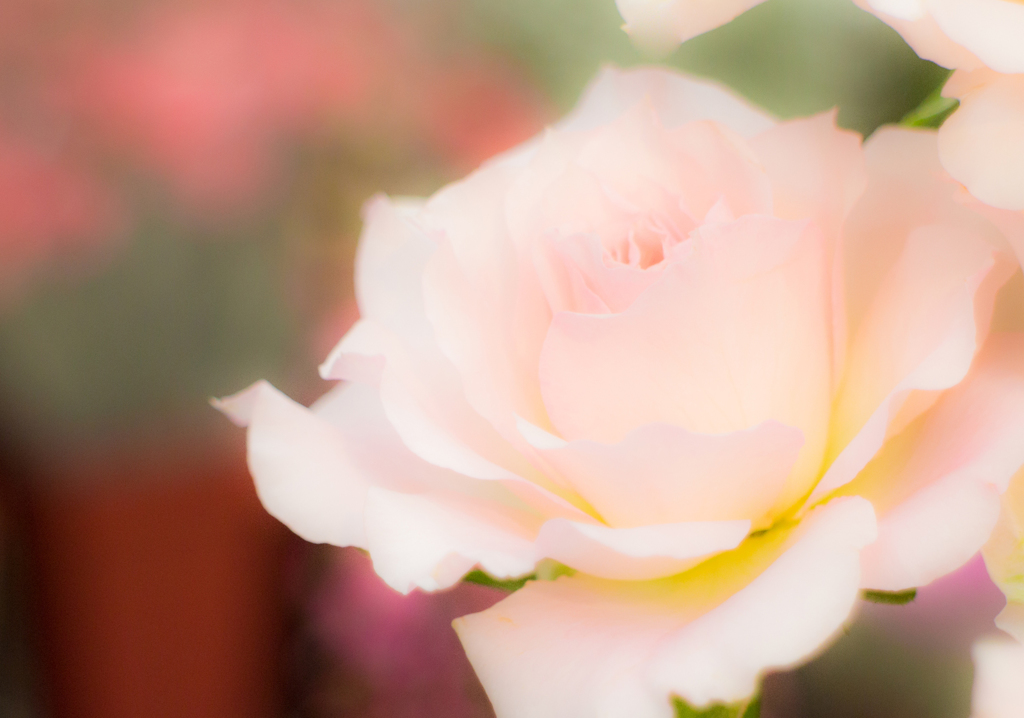 花屋さんにて