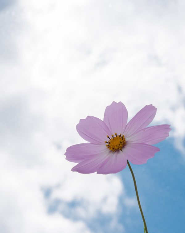 秋桜-1030858