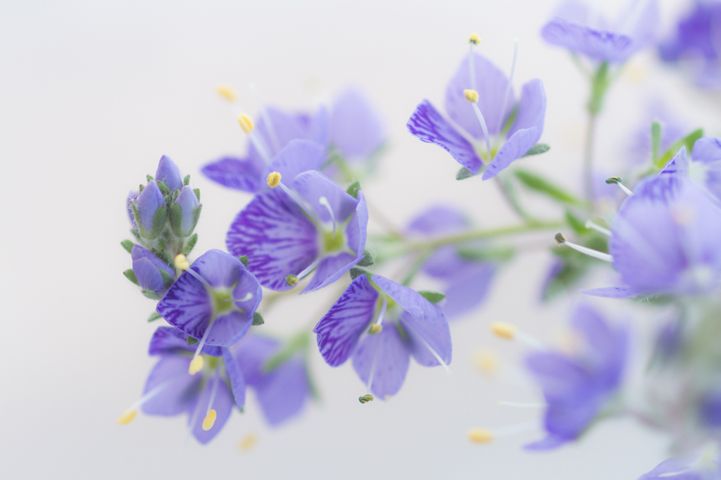 Ｐｕｒｐｌｅ-9118