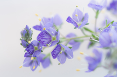 Ｐｕｒｐｌｅ-9118