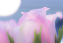 花屋さんの薔薇-1368