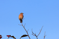 春採湖の野鳥-8435