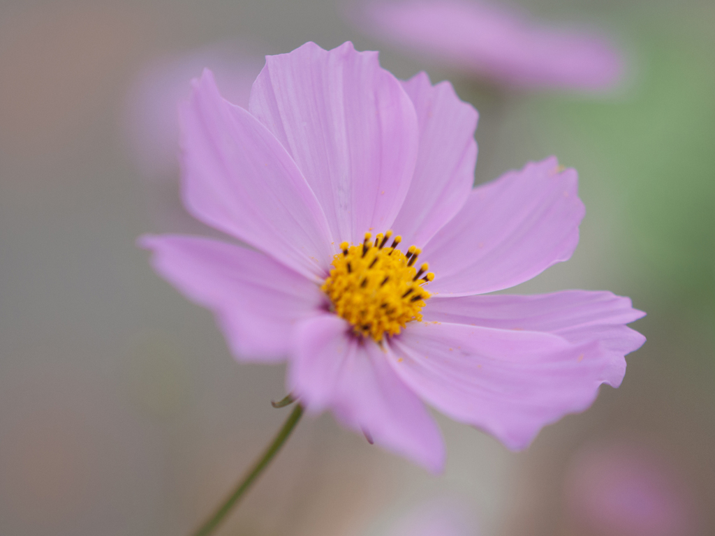 秋桜-1030812