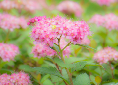 ピンクの花園